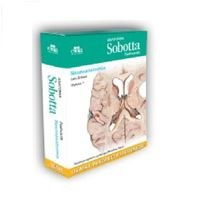Anatomia Sobotta Flashcards Neuroanatomia. Łacińskie mianownictwo anatomiczne